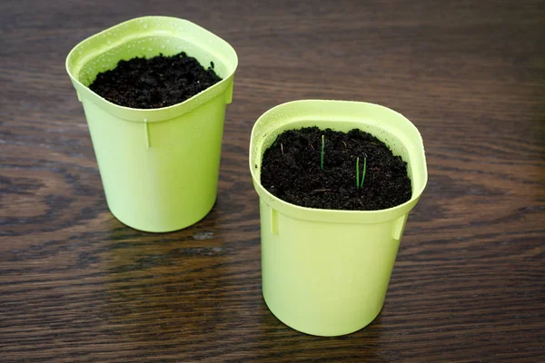 Two plastic cups with the ground. in one sprouted green shoots — Stock Photo, Image