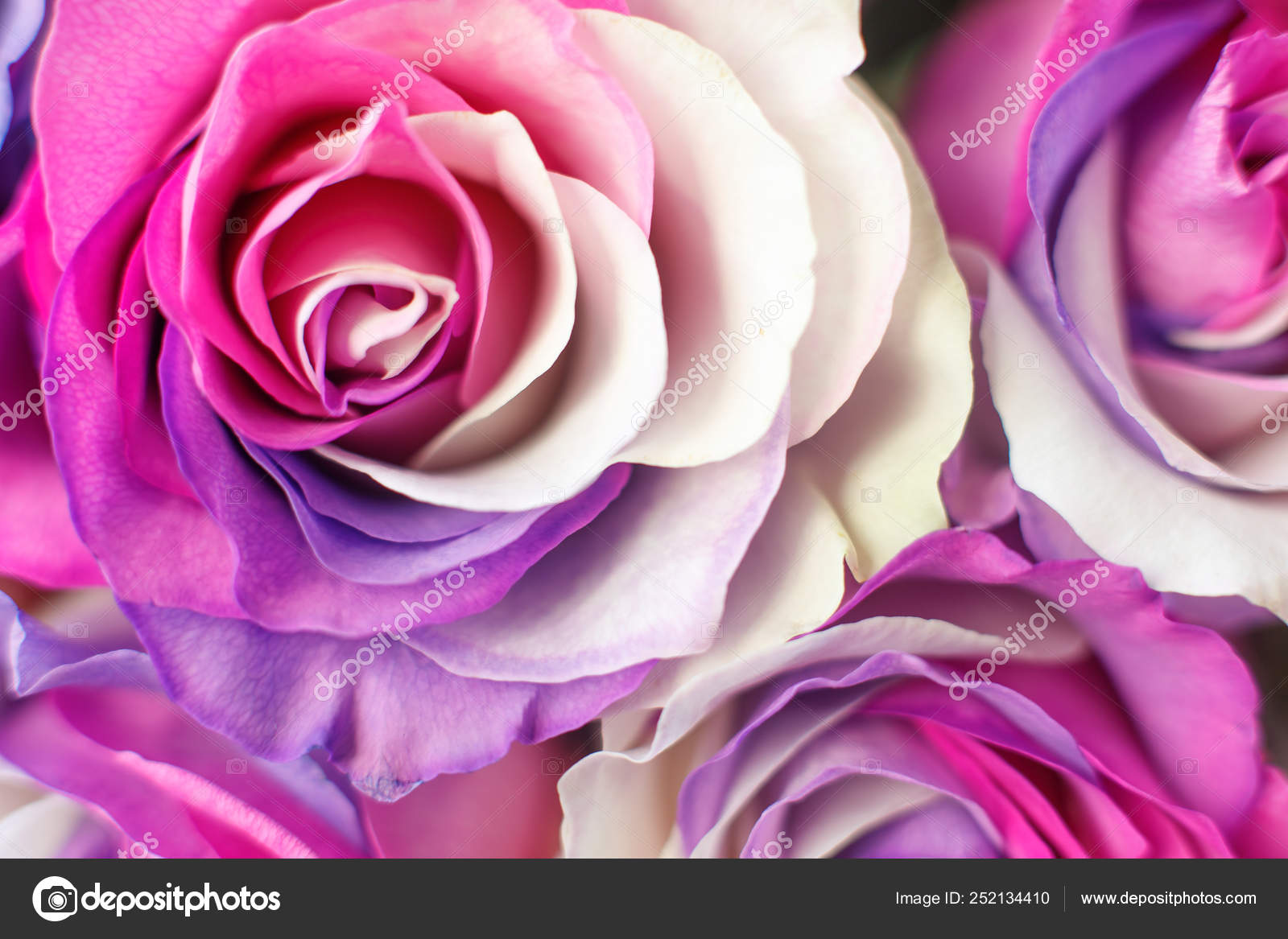 Background Of Multicolor Roses Purple Purple Cream Pink Colors Stock Photo Image By C Laribat Background Of Multicolor Roses Purple Purple Cream Pink Colors Stock Photo Image By C Laribat