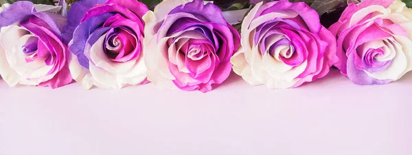 Multicolor roses on a pink background. — Stock Photo, Image