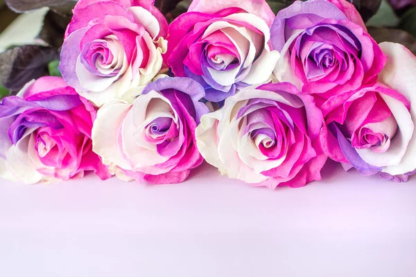 Multicolor roses on a pink background. — Stock Photo, Image
