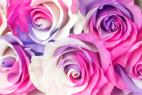background of multicolor roses. Purple, purple, cream, pink colors.