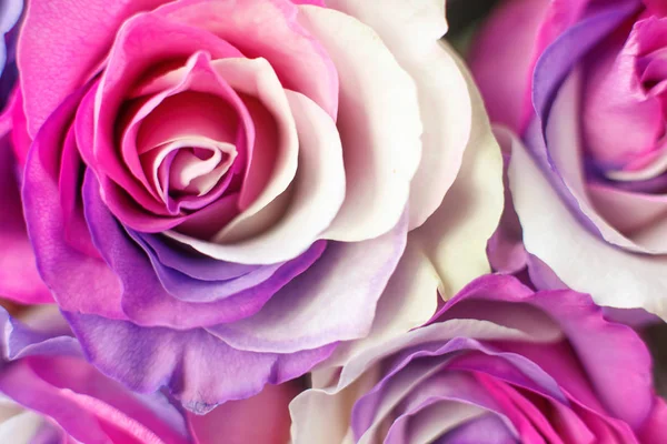 Tło wielobarwny róż. Fioletowy, krem, fioletowy, różowy kolory. — Zdjęcie stockowe