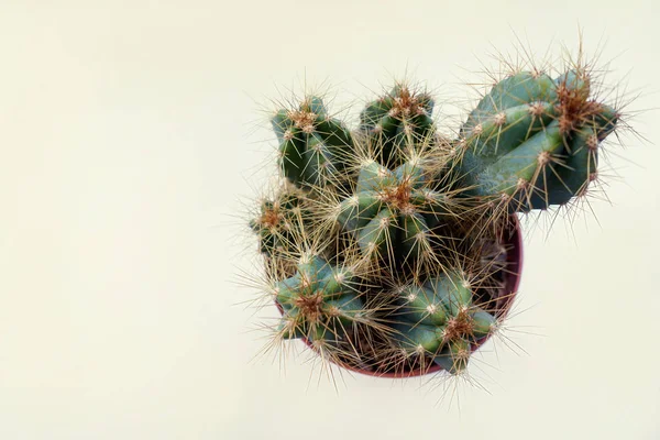 Diverse cactussen met lange naalden in één pot. bovenaanzicht — Stockfoto