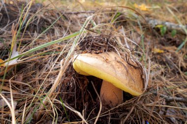 ormanda lezzetli sonbahar mantar yetişir