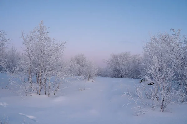 Betulla nana con inem sui rami. Inverno oltre il Circolo Polare Artico — Foto Stock