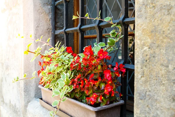 Fiori rossi in scatole sul davanzale della finestra — Foto Stock