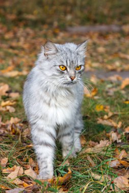 Sonbahar yeşillik arka plana karşı turuncu gözleri ile öfkeli gri kedi