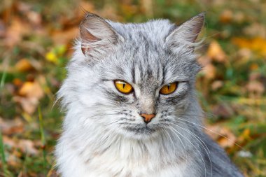 Sonbahar yeşillik arka plana karşı turuncu gözleri ile öfkeli gri kedi