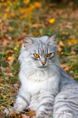 Sonbahar yeşillik arka plana karşı turuncu gözleri ile öfkeli gri kedi