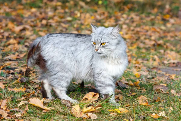 Sonbahar yeşillik arka plana karşı turuncu gözleri ile öfkeli gri kedi