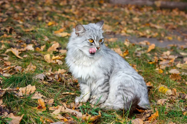 Gatto grigio con gli occhi arancioni sporgeva la lingua. Sullo sfondo del fogliame autunnale — Foto Stock