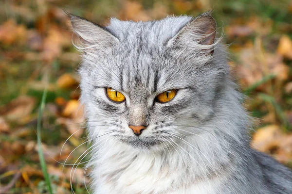 angry gray cat with orange eyes against the background of autumn foliage