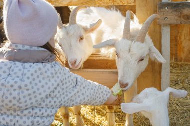 kız bir lahana yaprağı ile üç beyaz keçi besler