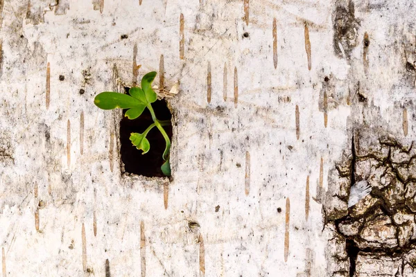 A green sprout makes its way through a square slit in the bark of white birch — Stock Photo, Image