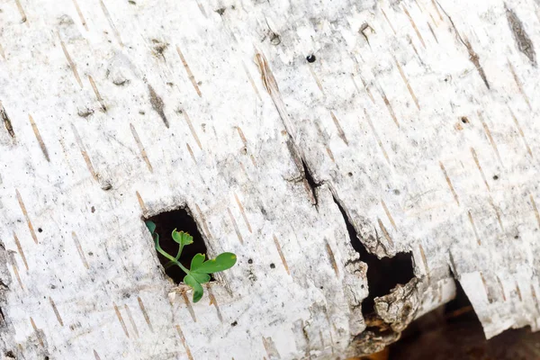 Un brote verde se abre paso a través de una hendidura cuadrada en la corteza de abedul blanco — Foto de Stock
