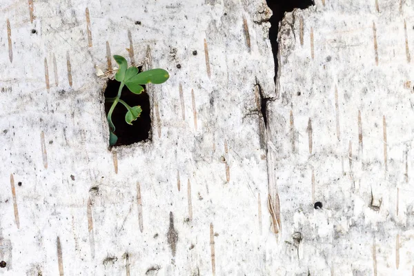 A green sprout makes its way through a square slit in the bark of white birch — Stock Photo, Image