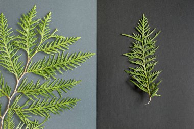 thuja iki dal. açık gri arka plan üzerinde thuja büyük bir dalı, koyu gri arka plan üzerinde küçük bir dal. denge kavramı