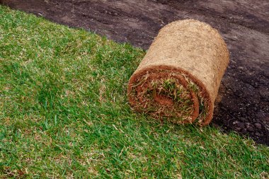yeni bir çim için zemin ile bir çim rulo haddeleme.