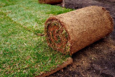 yeni bir çim için zemin ile bir çim rulo haddeleme.
