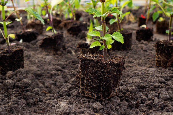 flower seedling prepared for planting in the ground