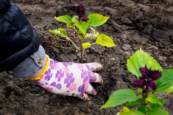 女性の手袋をした手は地面に苗を移植する — ストック写真