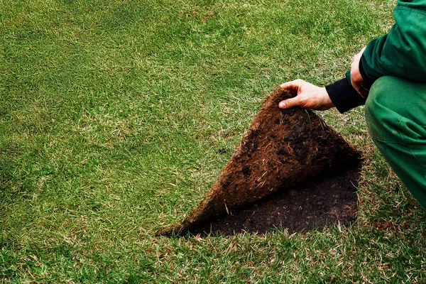 Gardener raises the seam of a lawn with grass. Concept: show the wrong side — Stock Photo, Image