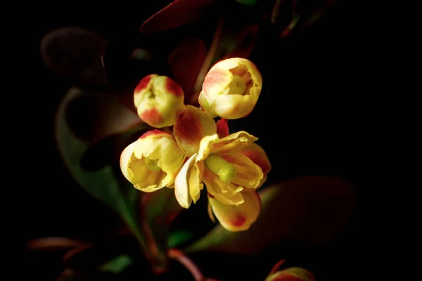 A branch of a flowering barberry on a dark background. Close-up, Selective Focus — Stock Photo, Image
