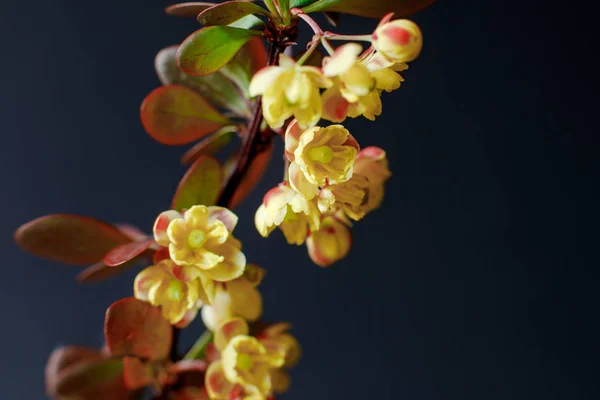 En gren av en blommande Berberis på en mörk bakgrund. Närbild, selektiv fokusering — Stockfoto