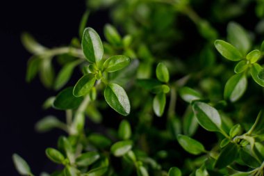 koyu bir arka plan üzerinde bir tencerede büyüyen organik kekik. seçici odaklama, yakın çekim