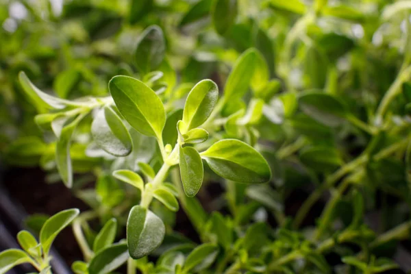 Fresh organic thyme growing in a pot on the windowsill. selective focus, closeup — Stock Photo, Image