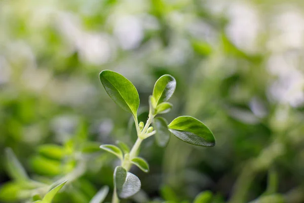 Fresh organic thyme growing in a pot on the windowsill. selective focus, closeup — Stock Photo, Image