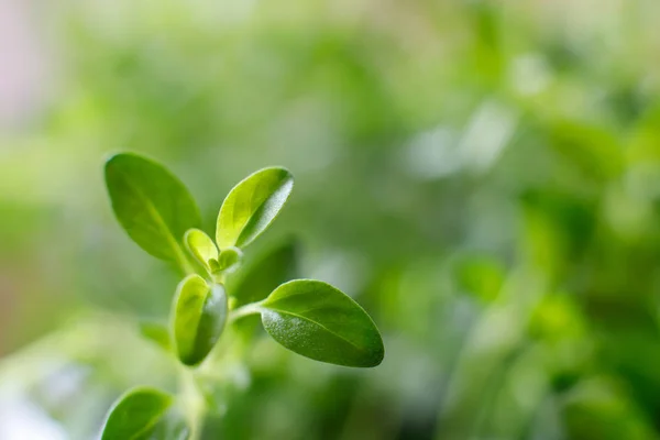 Fresh organic thyme growing in a pot on the windowsill. selective focus, closeup — Stock Photo, Image