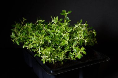 koyu bir arka plan üzerinde fideler için bir tencerede çalı organik kekik. seçici odaklama, yakın çekim