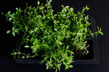 koyu bir arka plan üzerinde fideler için bir tencerede çalı organik kekik. seçici odaklama, yakın çekim