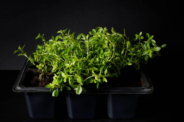 Bush organic thyme in a pot for seedlings on a dark background. selective focus, closeup — Stock Photo, Image