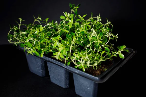 Bush organic thyme in a pot for seedlings on a dark background. selective focus, closeup — Stock Photo, Image