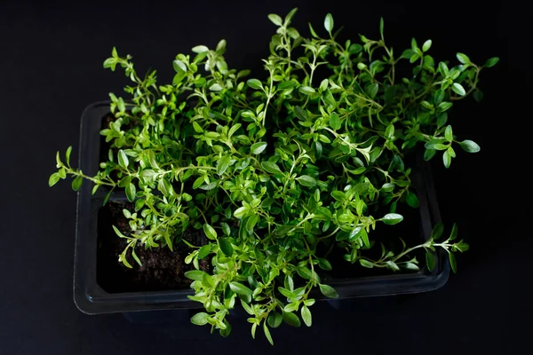 Bush organic thyme in a pot for seedlings on a dark background. selective focus, closeup — Stock Photo, Image