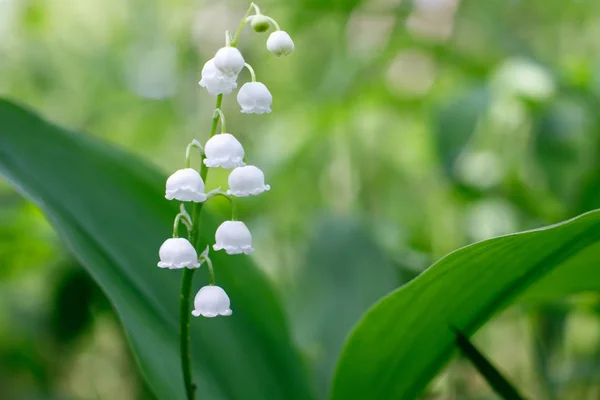 Dulce lirio hermoso de la flor del valle sobre un fondo de hojas verdes en un día soleado de primavera. Enfoque suave — Foto de Stock