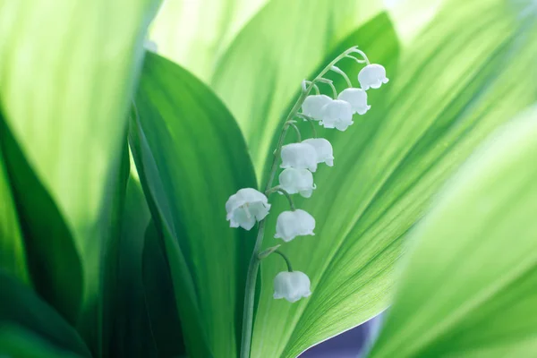 Mild vacker liljekonvalj blomma blommar mot en bakgrund av gröna blad på en solig vårdag. Skuggor på gröna blad. Mjukt fokus — Stockfoto