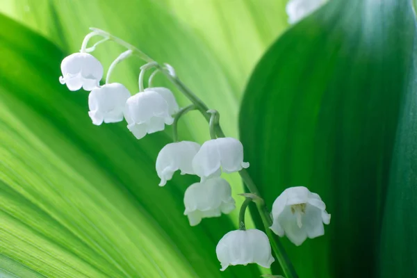 Gentle beautiful lily of the valley flower on a background of green leaves on a sunny spring day. Soft focus — Stock Photo, Image