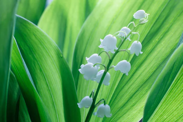 Gentle beautiful lily of the valley flower blooms against a background of green leaves on a sunny spring day. Soft focus — Stock Photo, Image