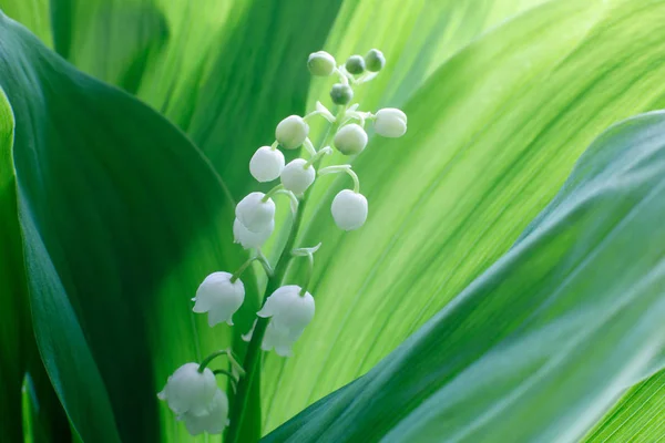 Απαλό όμορφο κρίνος της κοιλάδας λουλούδι ανθίζει σε ένα φόντο των πράσινων φύλλων σε μια ηλιόλουστη μέρα άνοιξη. Απαλή εστίαση — Φωτογραφία Αρχείου