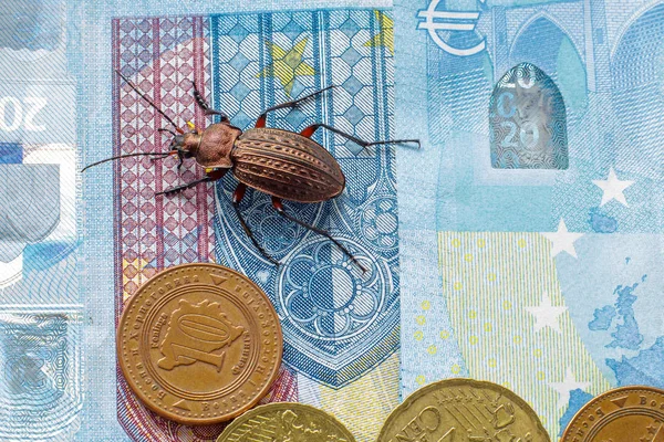 Escarabajo de tierra en el billete de veinte euros, pequeñas monedas de Europa. Concepto: escarabajo del dinero — Foto de Stock