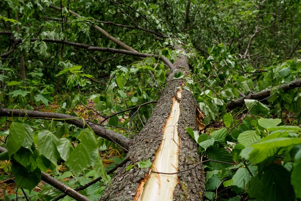 Stock image The trunk and bark of a broken tree. concept: the consequences of bad weather