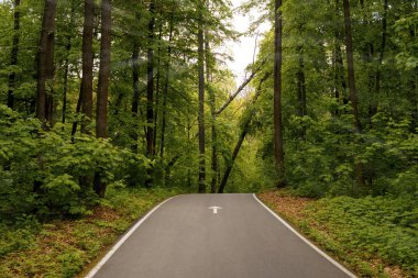 kötü hava dan sonra parkta devrilen ağaçlara giden yol