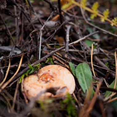 kırmızı yenilebilir mantar sonbaharda çim arasında yetişir