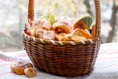 taze kesilmiş kırmızı gurme mantar Lactarius Sadece ormandan çim bir bıçak ile Delicious