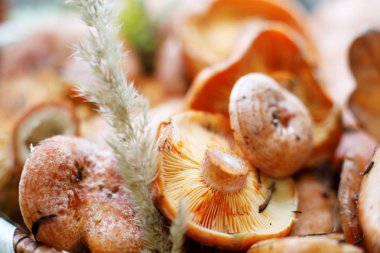 sadece çim bir bıçak ile taze kesilmiş kırmızı gurme mantar 