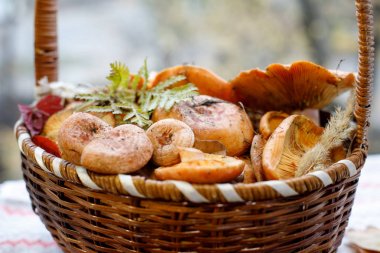 Hasır sepette taze redhead yenilebilir mantar.