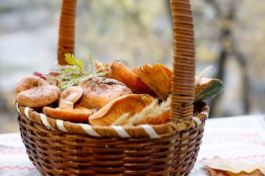 Hasır sepette taze redhead yenilebilir mantar.